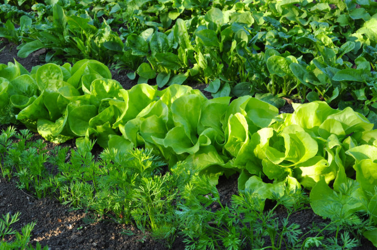 Ab Wann Salat Ins Beet Schnitt- & Pflücksalat: Alles zum Anbau - Plantura