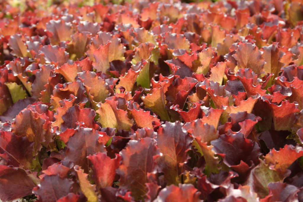 Lollo Rosso Salat