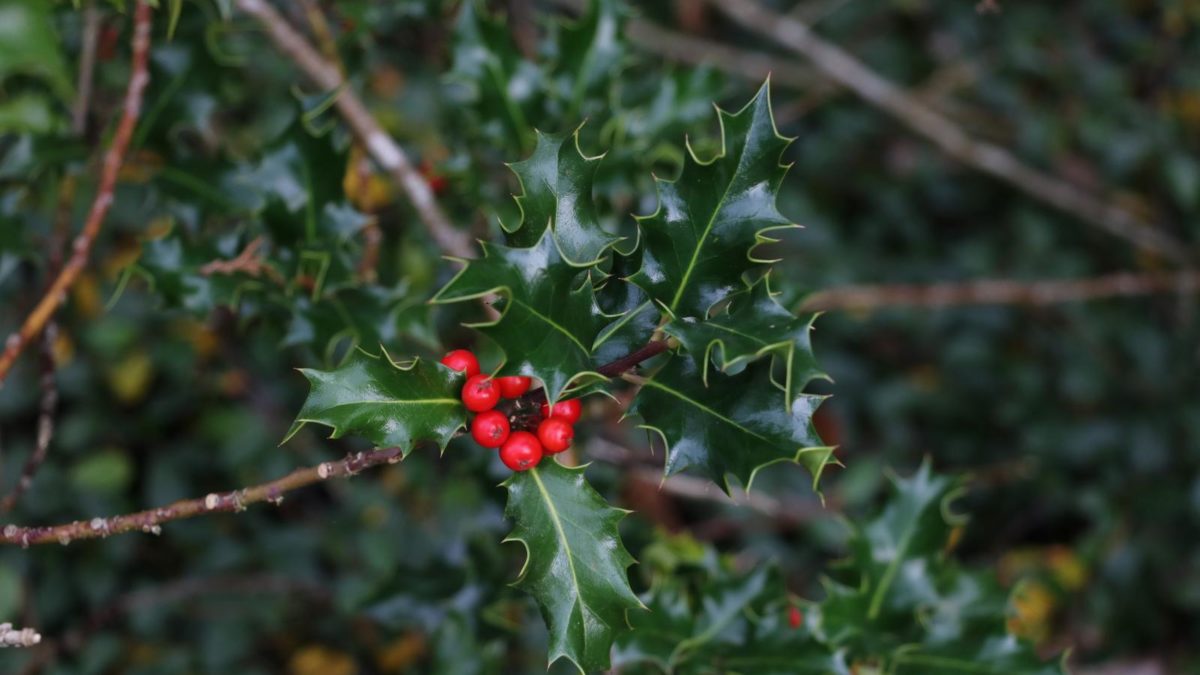 Stechpalme: Alles zum Pflanzen & Pflegen von Ilex - Plantura