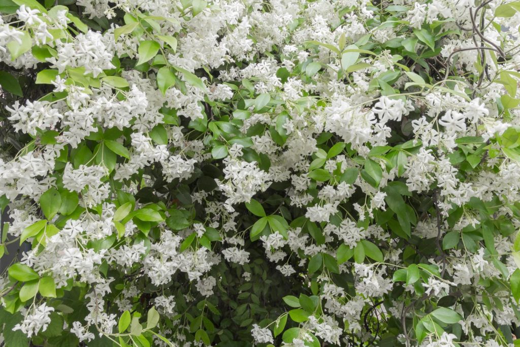 Sternjasmin mit weißen Blüten