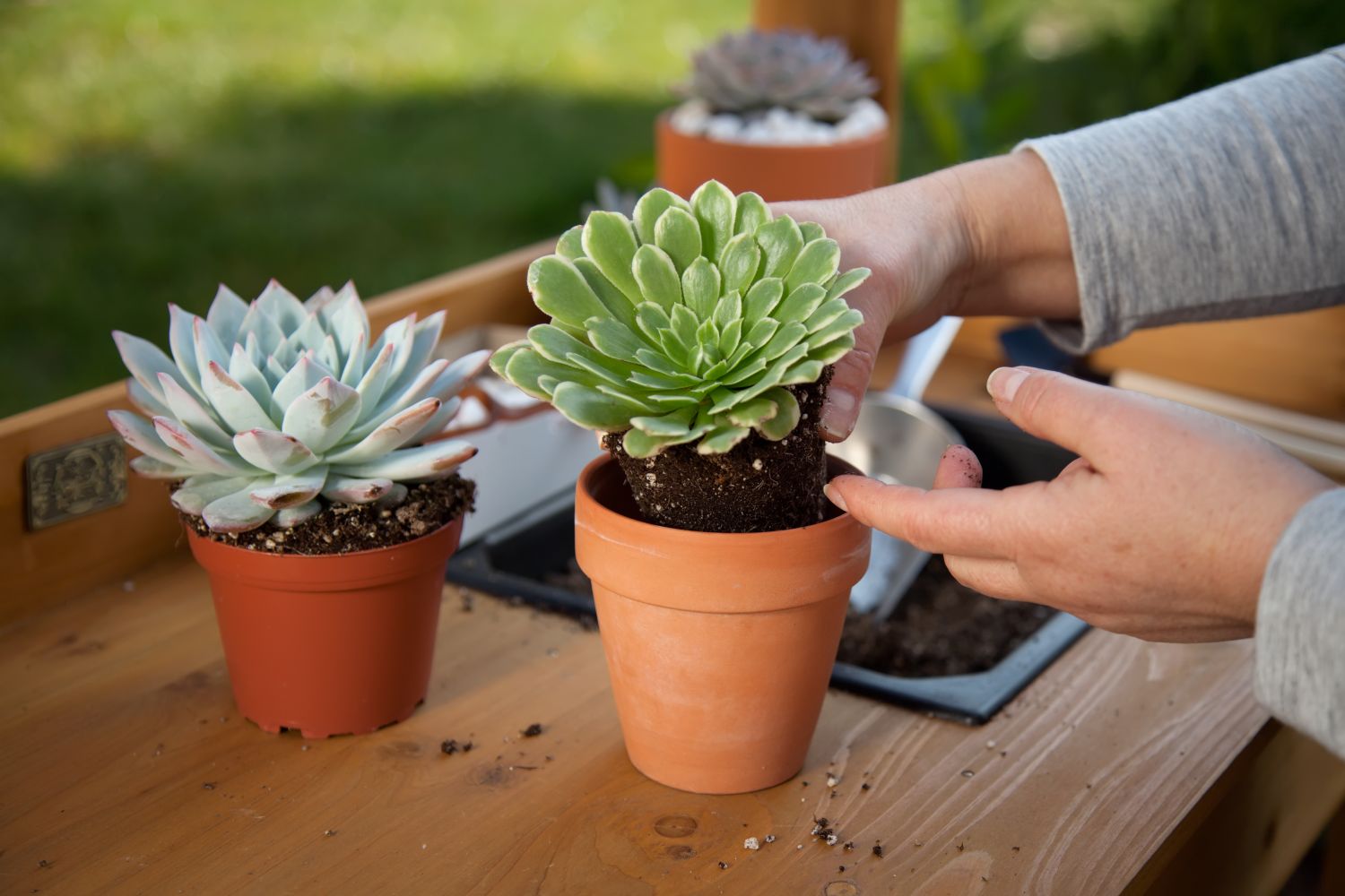 Sukkulenten umtopfen: Anleitung & Tipps zur Pflege