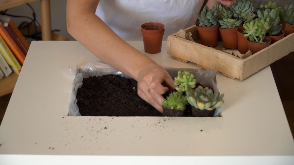 Tisch von Händen mit Sukkulenten bepflanzt
