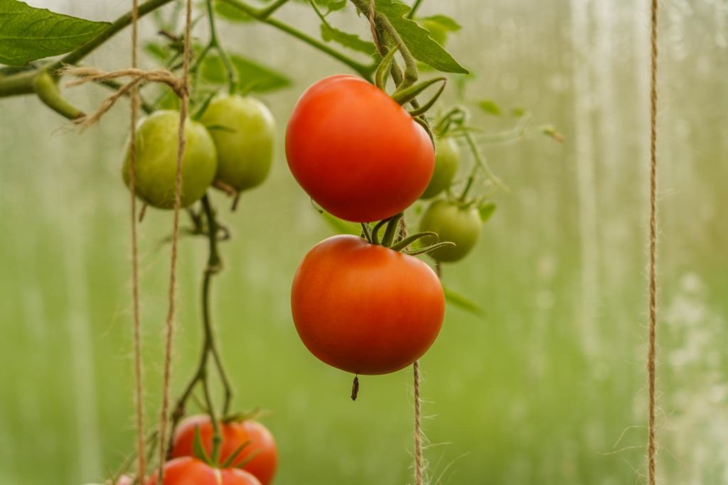 Tomatenpflanze mit Früchten an Fensterscheibe