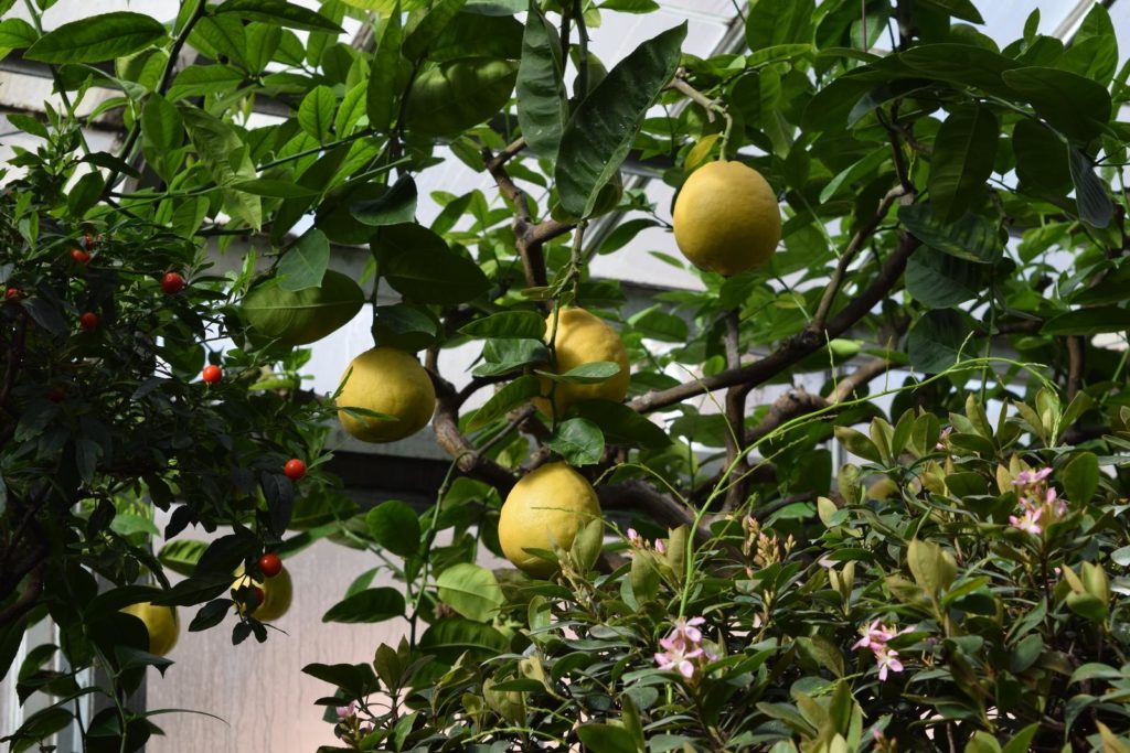 Zitronenbaum mit Früchten drinnen