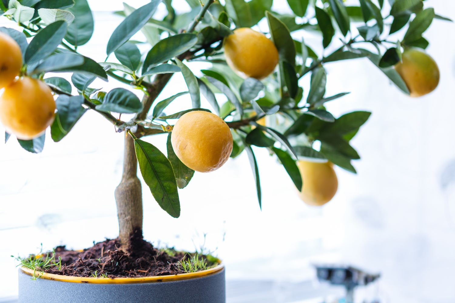 Zitronenbaum überwintern: Standort & Pflege im Winter