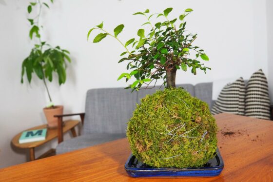 Bonsai-Kokedama: Video-Anleitung zum Pflanzen einer Mooskugel