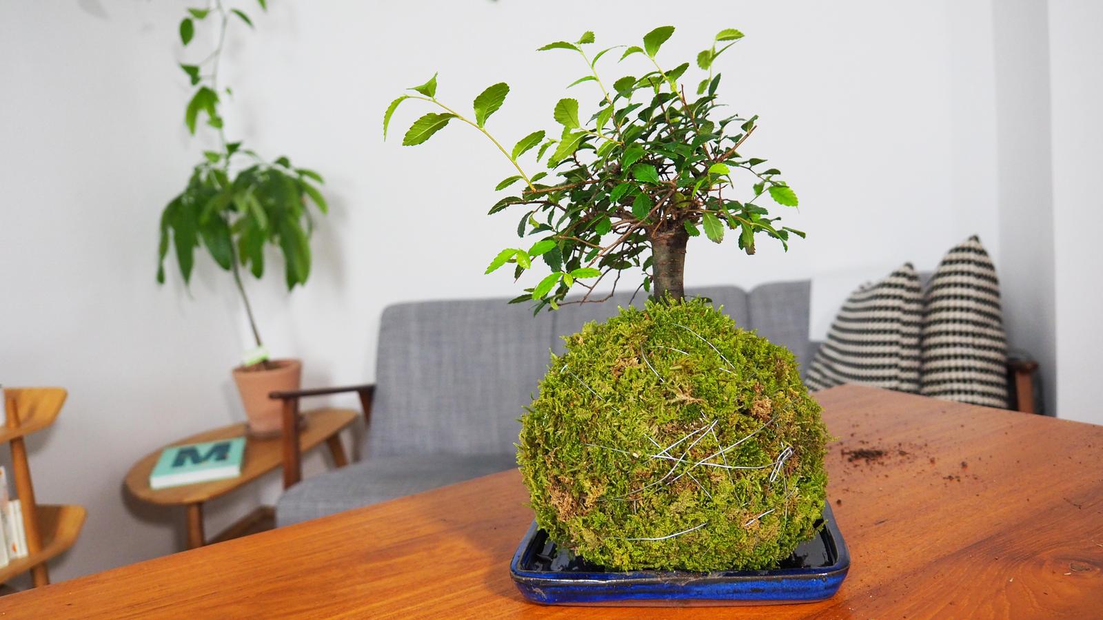 BonsaiKokedama Anleitung für eine Mooskugel Plantura