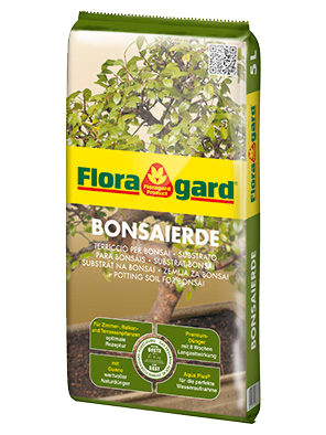 Bonsai plants - Betrachten Sie unserem Favoriten