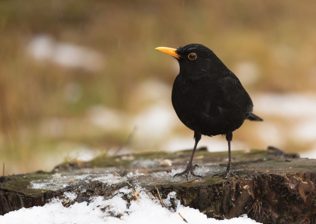 Amsel auf Baumstumpf sitzend
