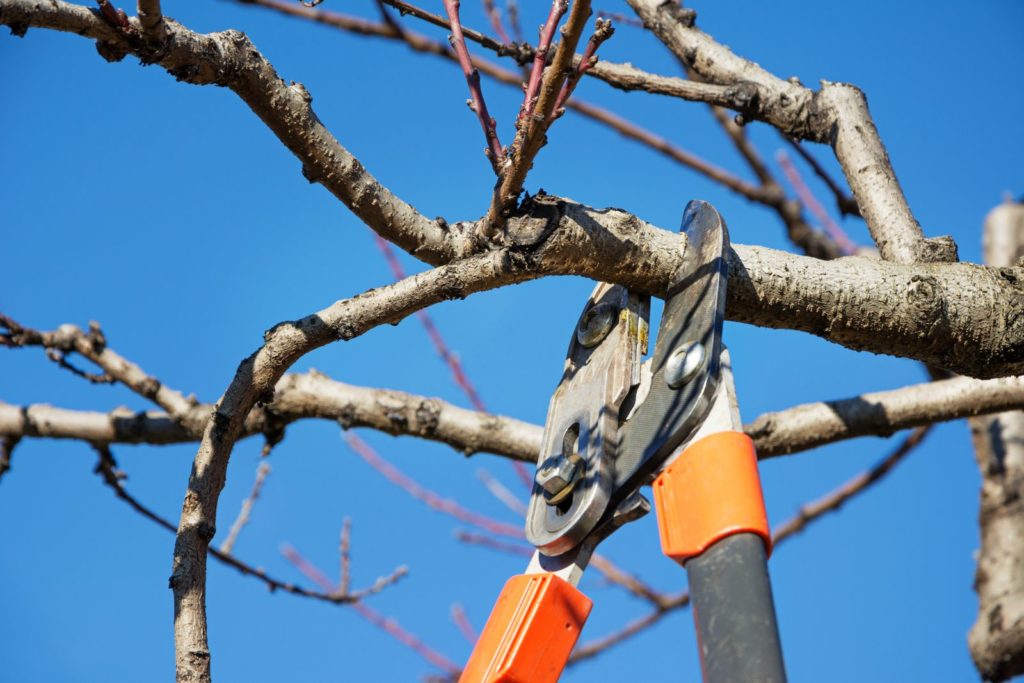 Baum mit Astschere zugeschnitten