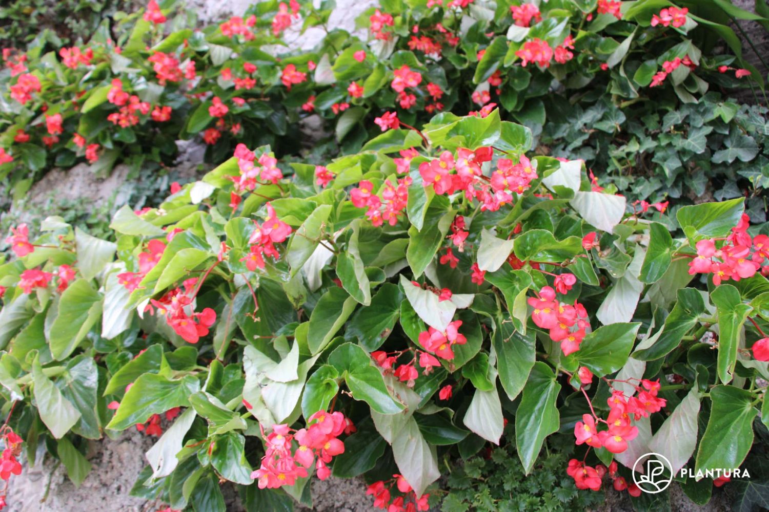 Begonien pflanzen: Alles zu Pflanzzeit, Standort & Vorgehen