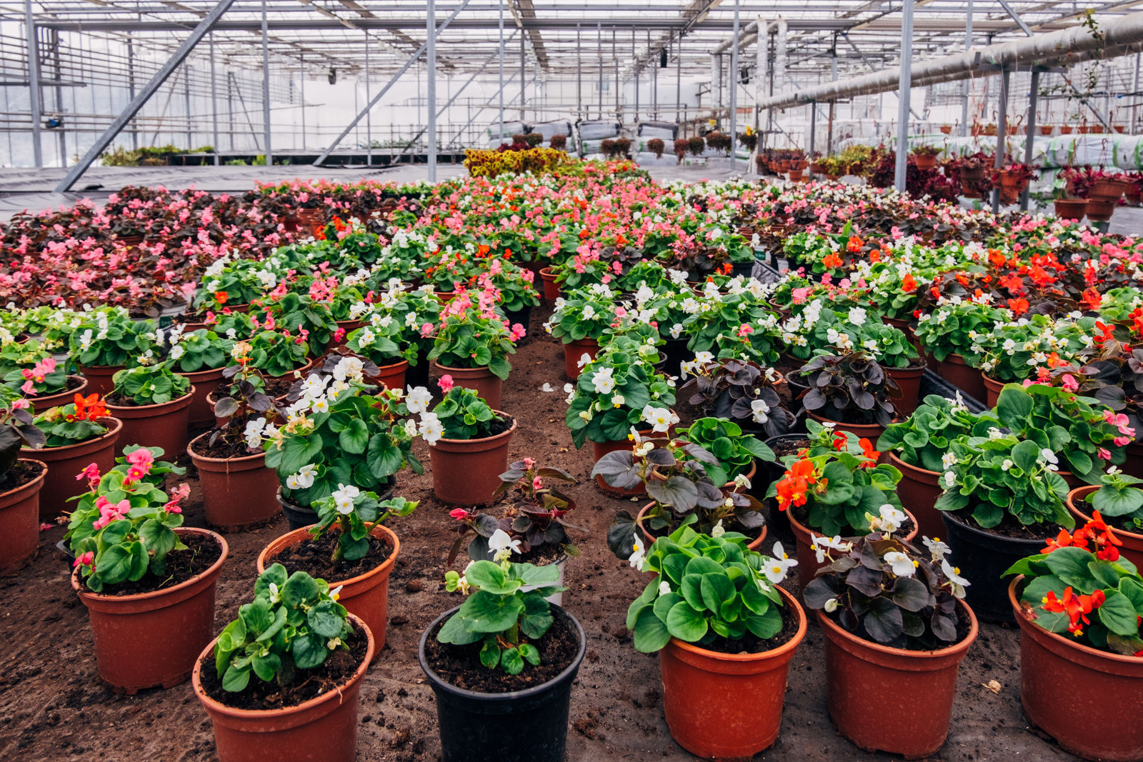 Begonien kaufen: Ratgeber & empfehlenswerte Bezugsquellen