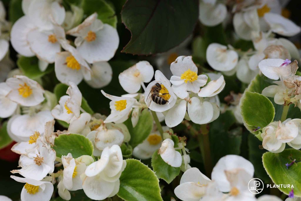 Begonien-Blüten mit Biene