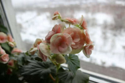 Begonien überwintern: So überstehen die Blumen den Winter