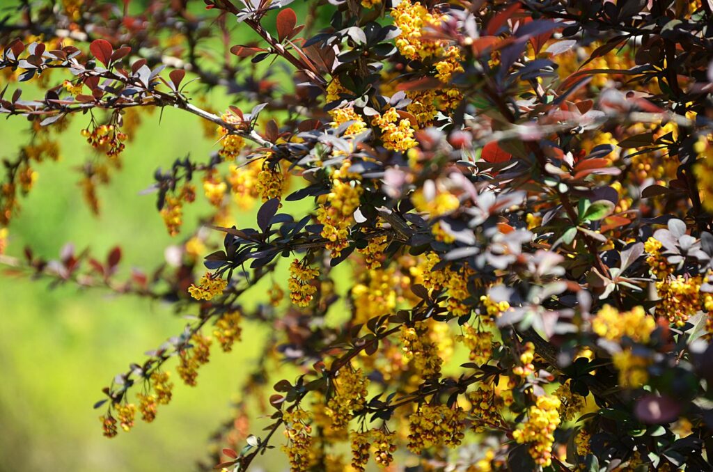 Berberitze mit gelben Blüten