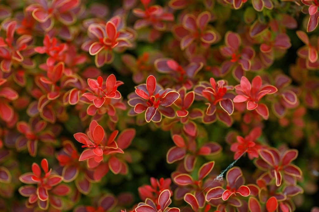 Berberitze mit roten Blättern