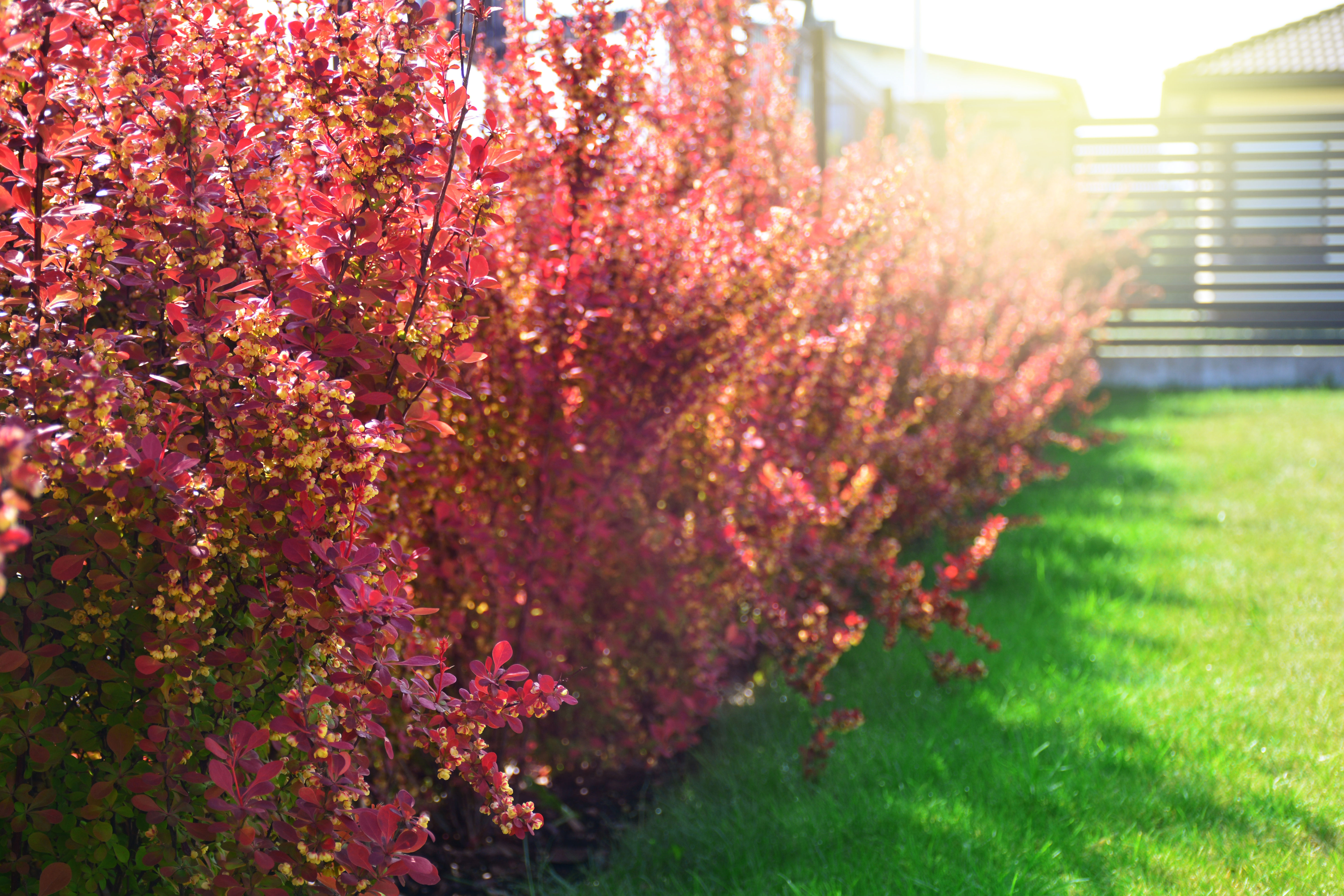 Berberitzen Hecke Passende Arten Tipps Zum Anlegen