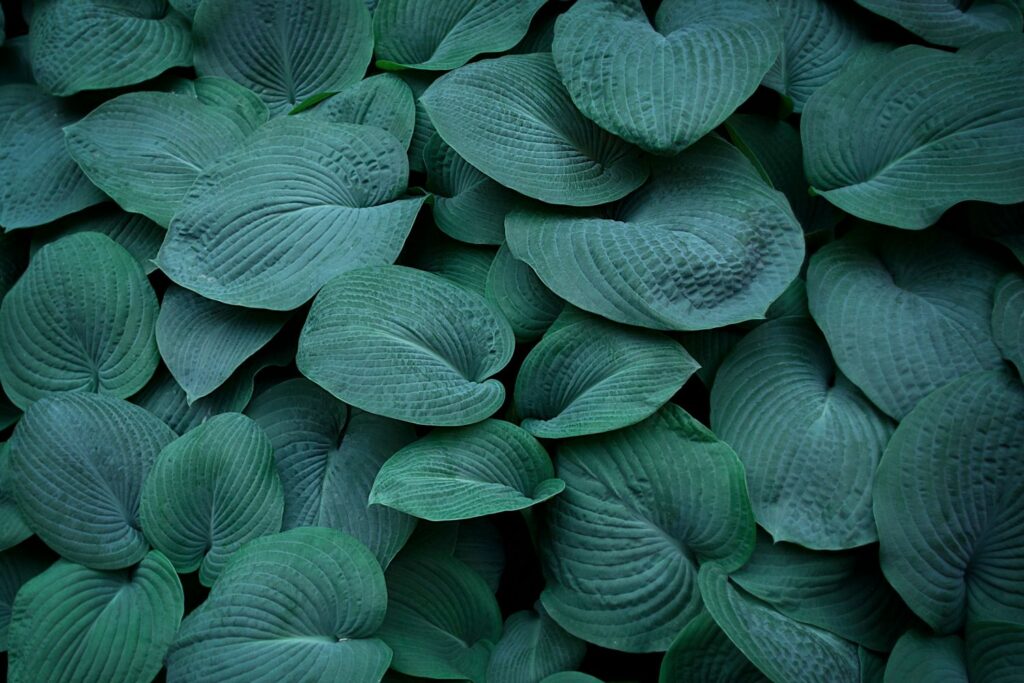 Blätter der Graublauen Funkie