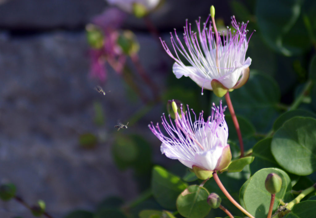 Blüten der Kapernpflanze