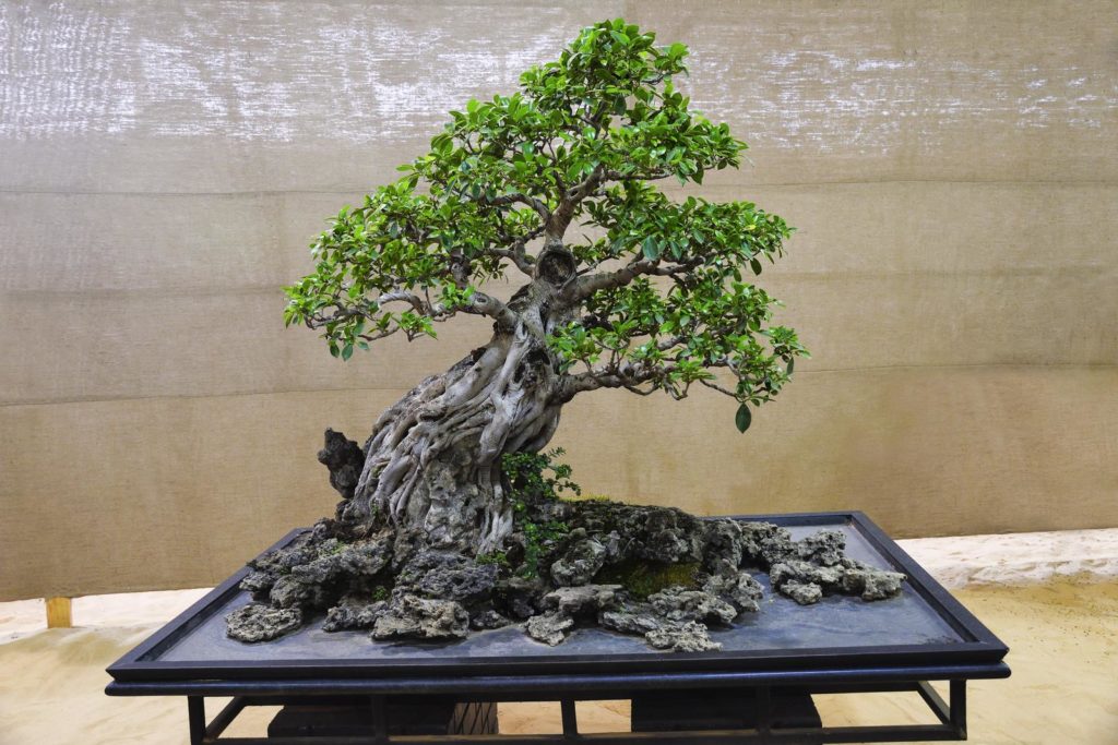 Banyanfeige-Bonsai