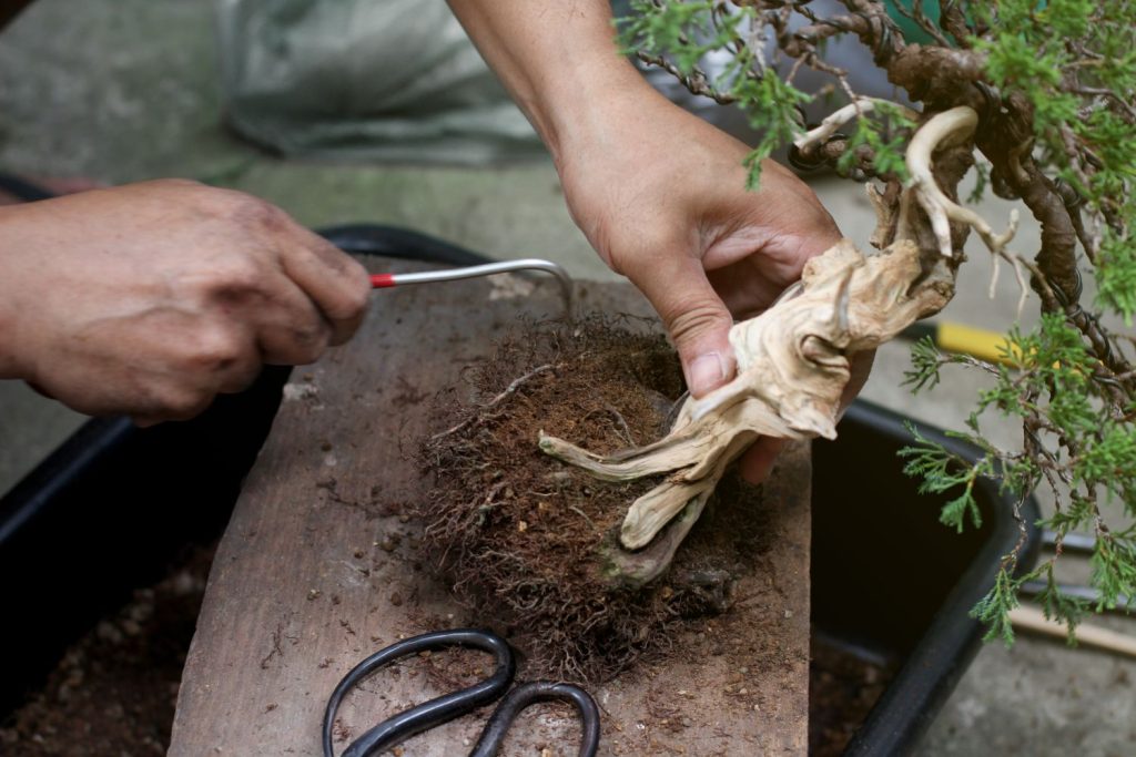 Bonsai umtopfen
