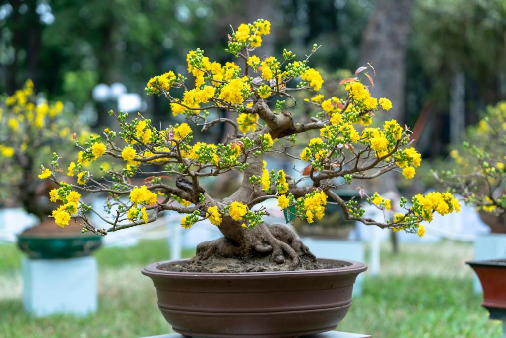 Bonsai mit gelben Blüten