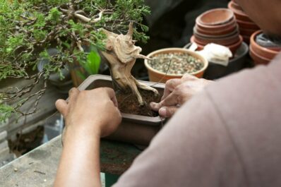 Bonsai-Erde: Das richtige Substrat für den kleinen Baum