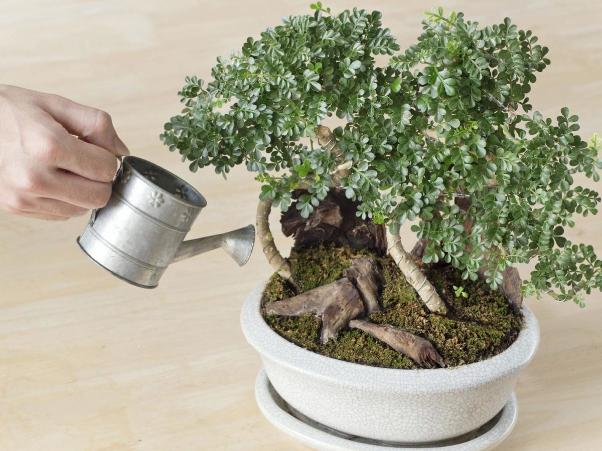 Bonsai gieen: Wann, wie oft & wie viel? - Plantura