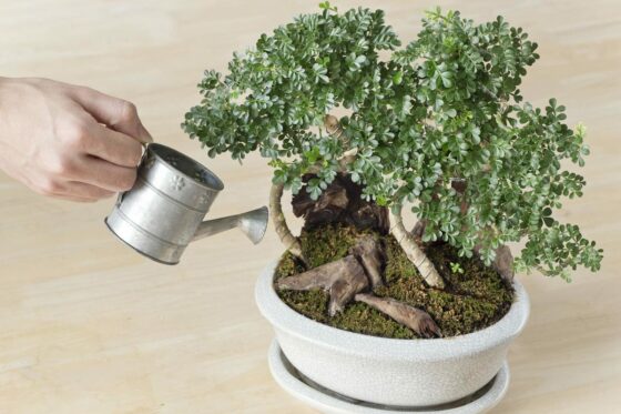 Bonsai gießen: Wie viel & wie oft gießt man den kleinen Baum?