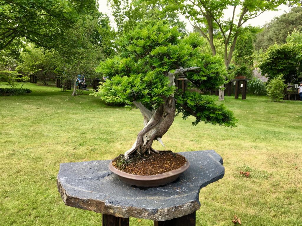 Japanische Eibe als Bonsai