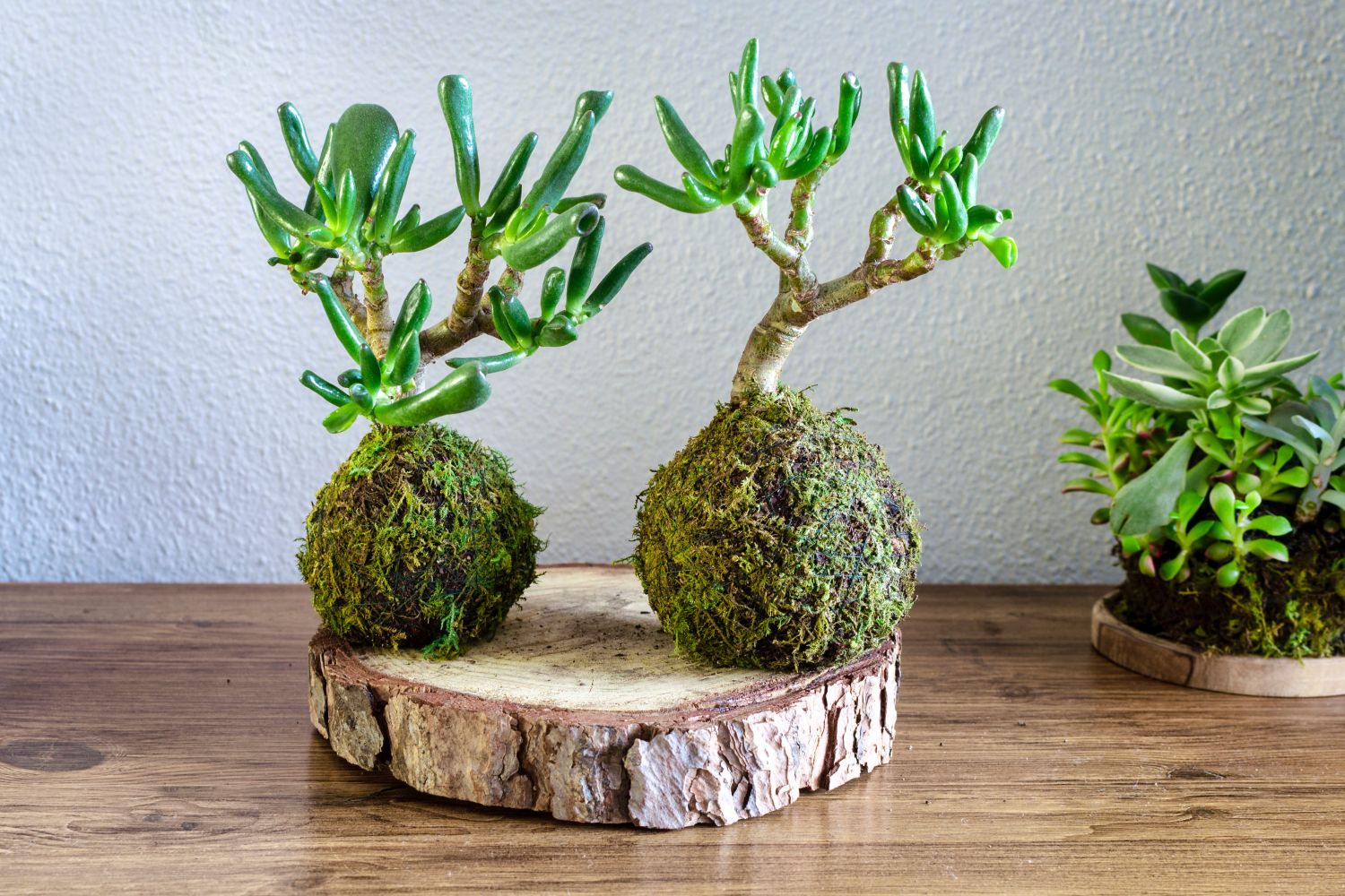 BonsaiKokedama Anleitung für eine Mooskugel Plantura