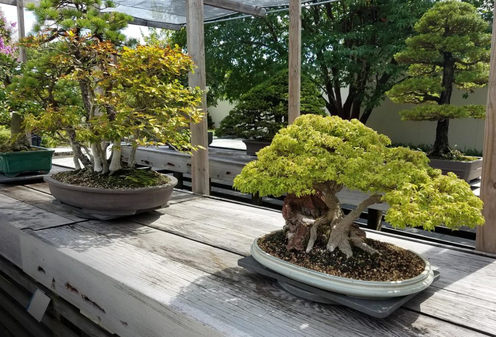 Bonsai-Landschaft auf Holztisch