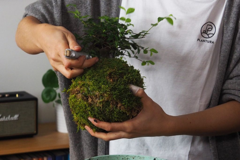 Bonsai-Kokedama selber machen