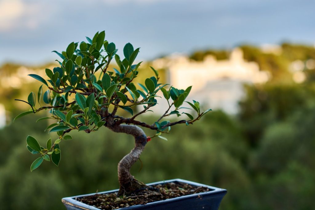 Ficus Bonsai