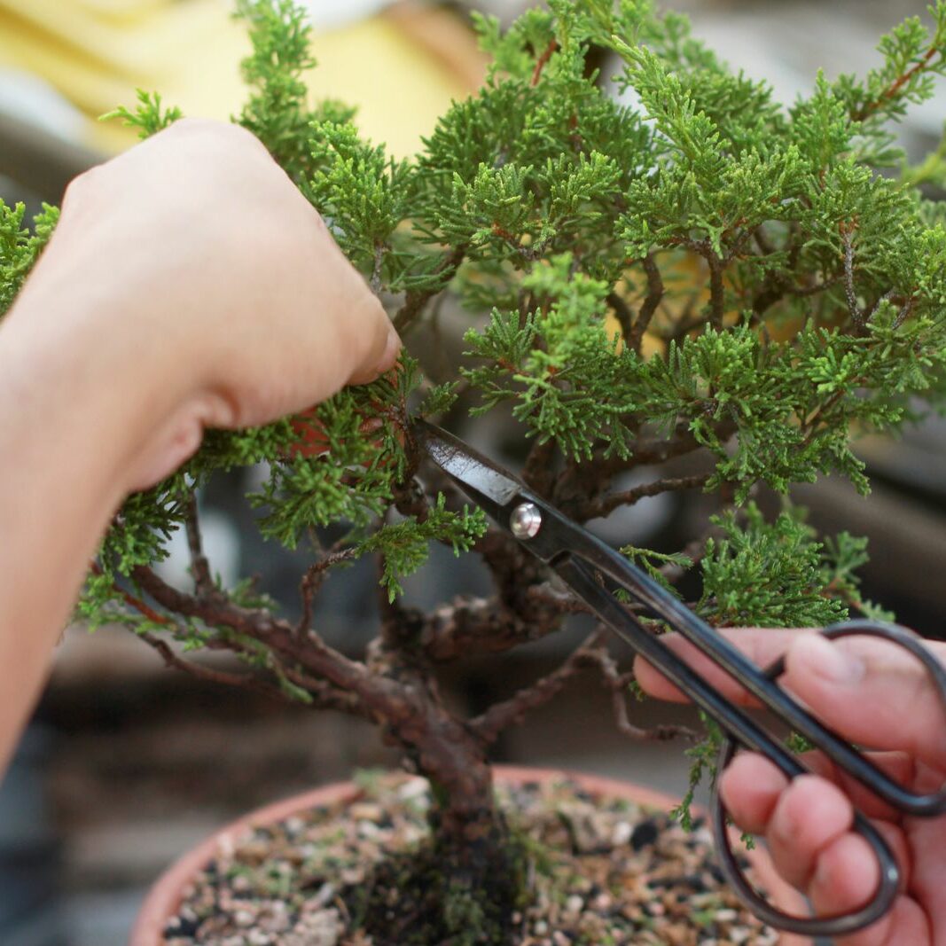 Bonsai schneiden: So gehen Sie richtig vor - Plantura