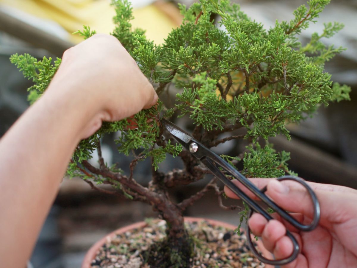 Bonsai schneiden: So gehen Sie richtig vor - Plantura