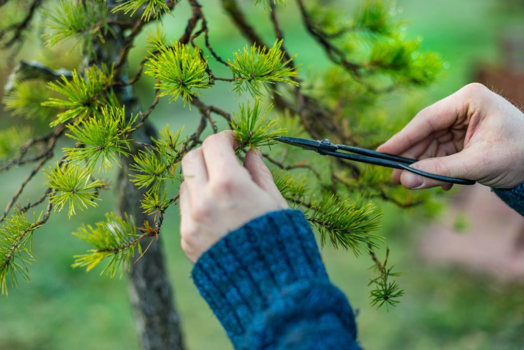 Bonsai der geschnitten wird