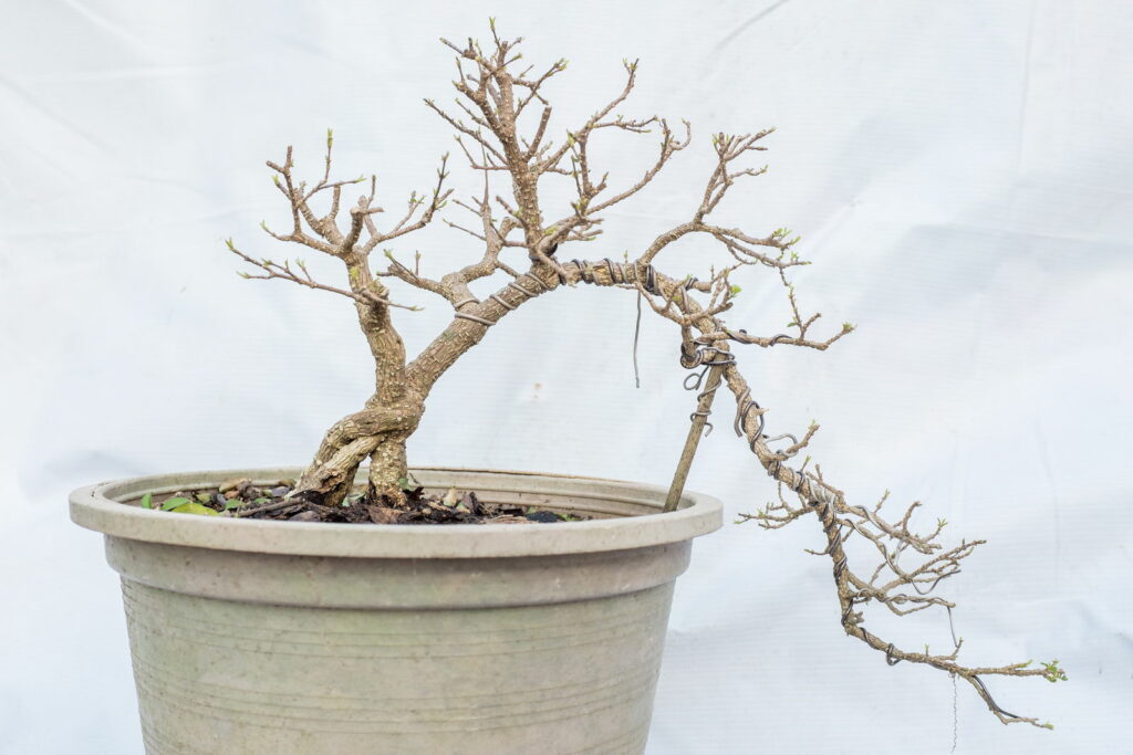 Bonsai ohne Blätter