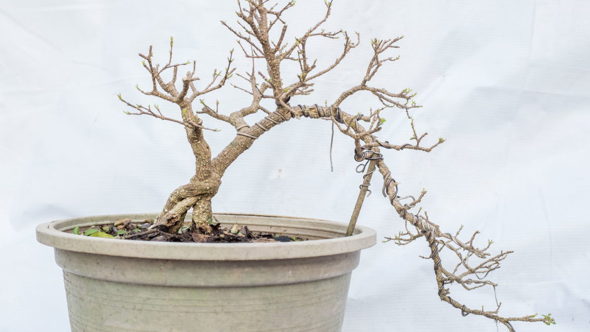 erdbeerbaum bonsai DIY Bonsai Bar Kit main image 1