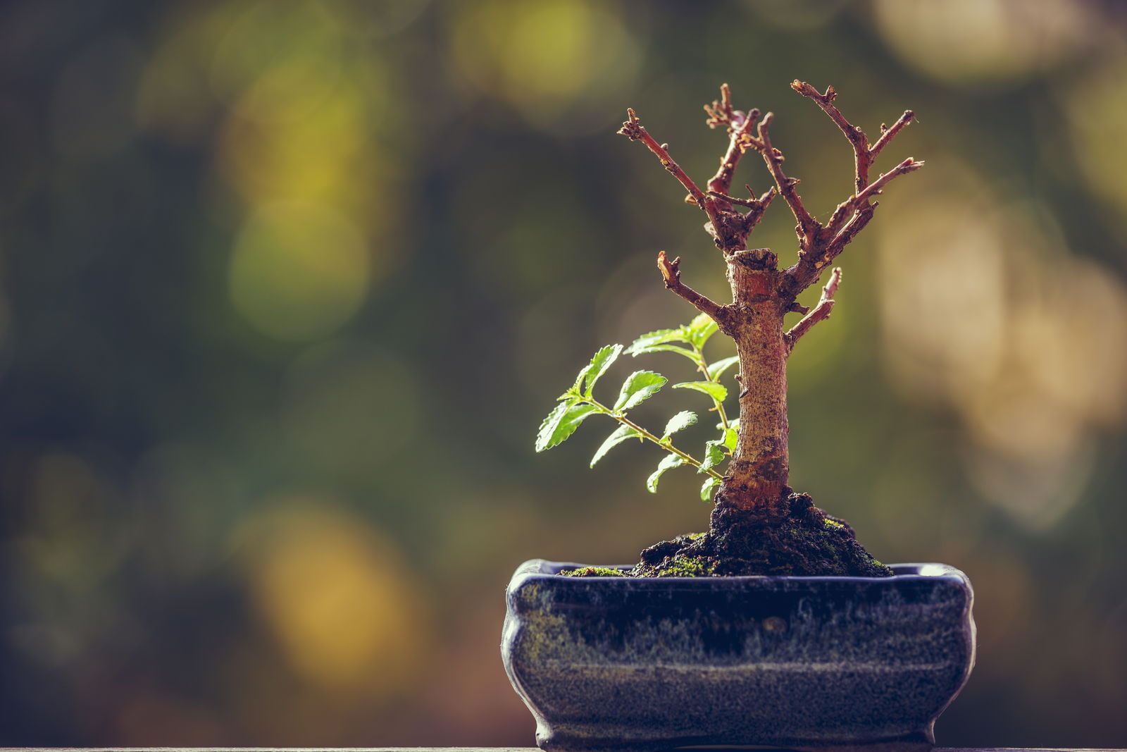 Bonsai verliert Blätter Was kann man dagegen tun? Plantura