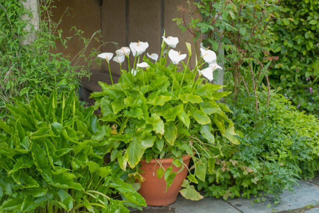 Calla überwintern Die richtige Pflege im Winter Plantura