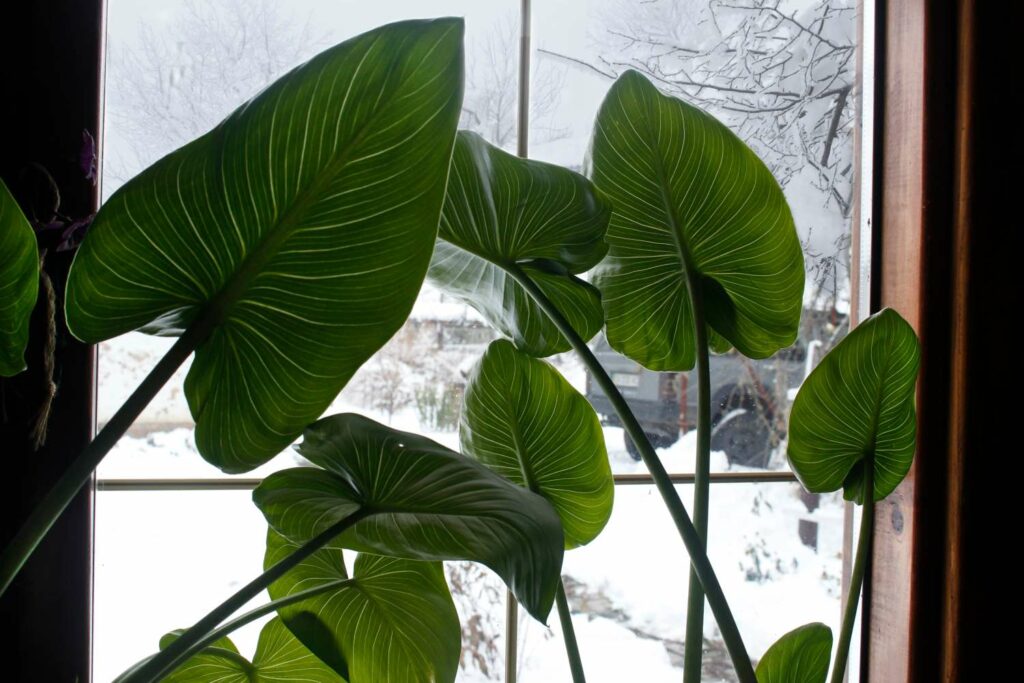 Calla im Winter auf dem Fensterbrett