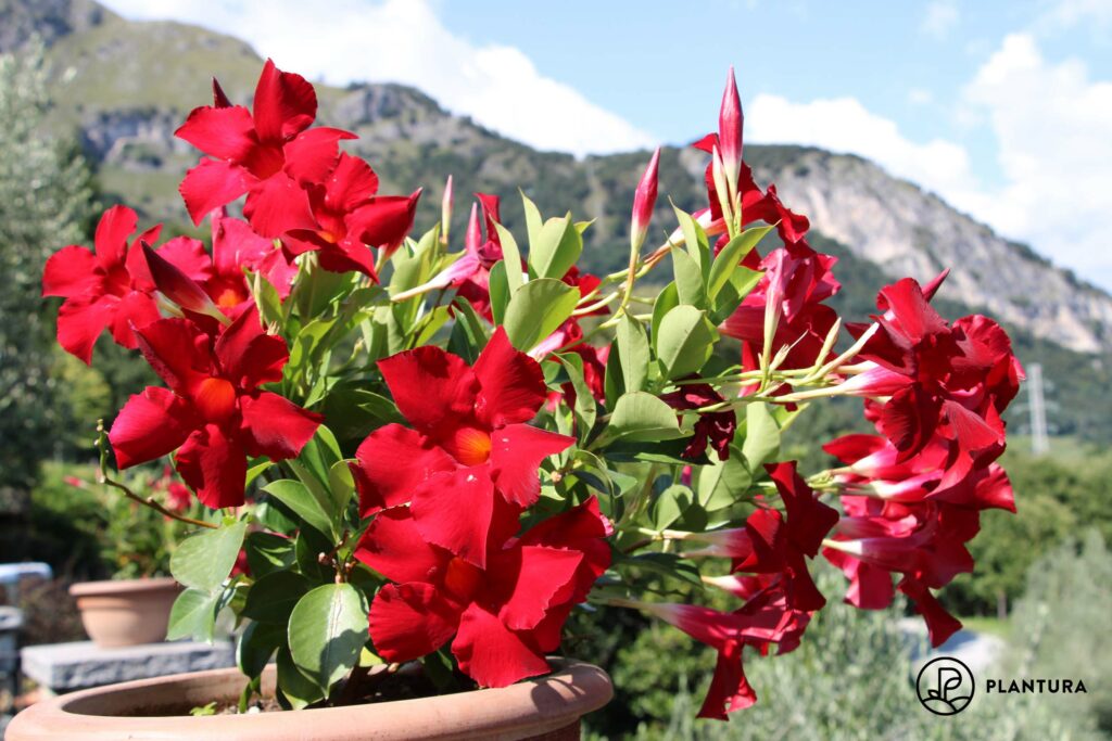 Mandevilla