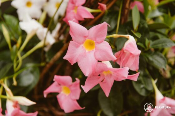 Dipladenia überwintern: Wie, wo & was ist die richtige Pflege?