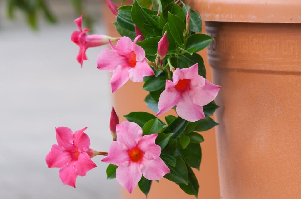 Dipladenia Uberwintern Vorgehen Pflege Plantura
