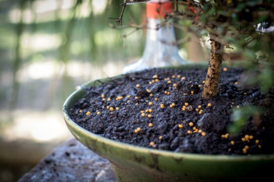 Bonsai düngen: Profi-Tipps zum Vorgehen & zum richtigen Dünger