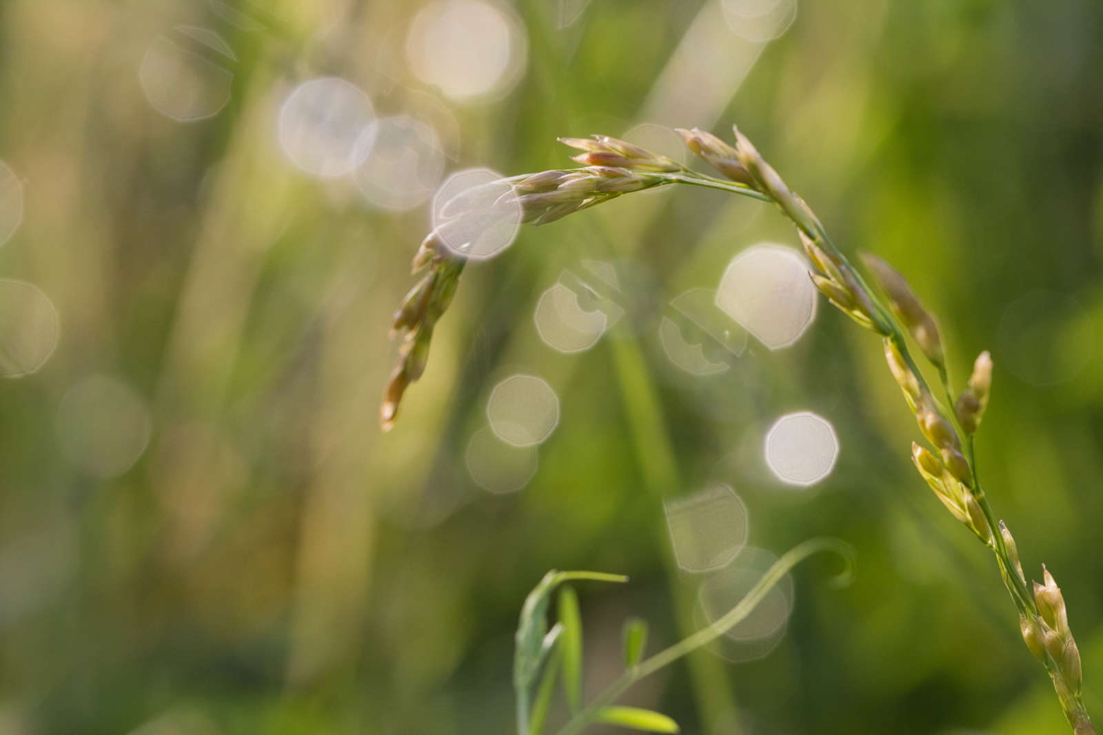 Festuca Arundinacea Eigenschaften Verwendung Plantura