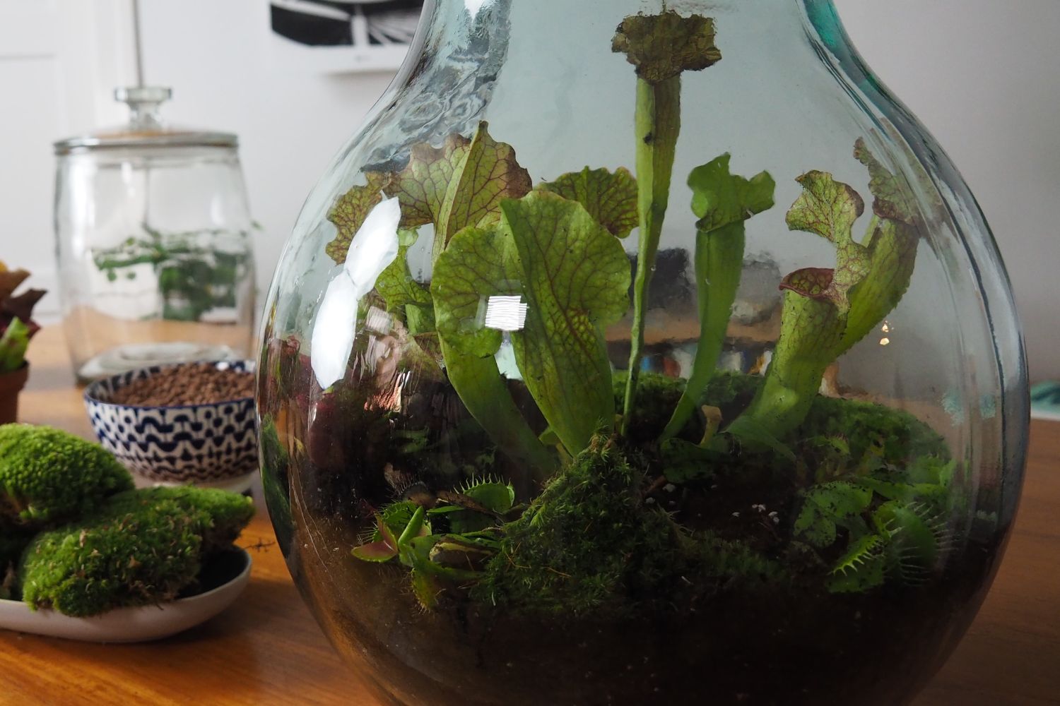 Flaschengarten anlegen: Video-Anleitung & geeignete Pflanzen