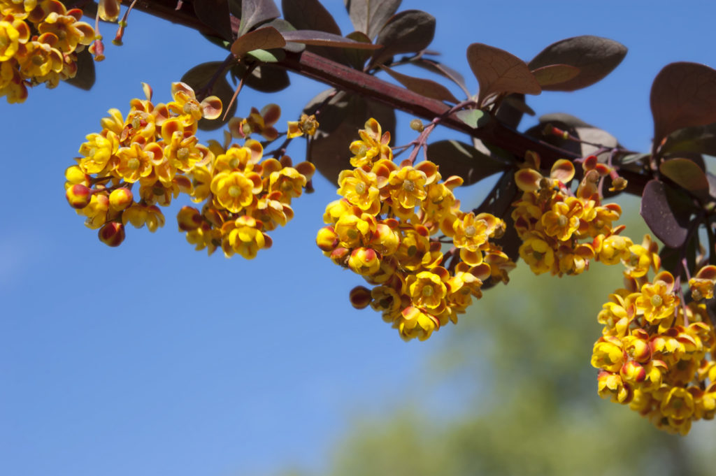 Gelbe Blüten der Berberitze Superba