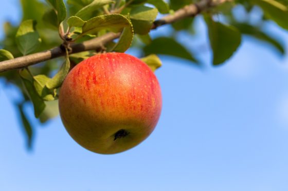 Apfelsorte ‘Goldparmäne’: Geschmack, Erntezeit & Co